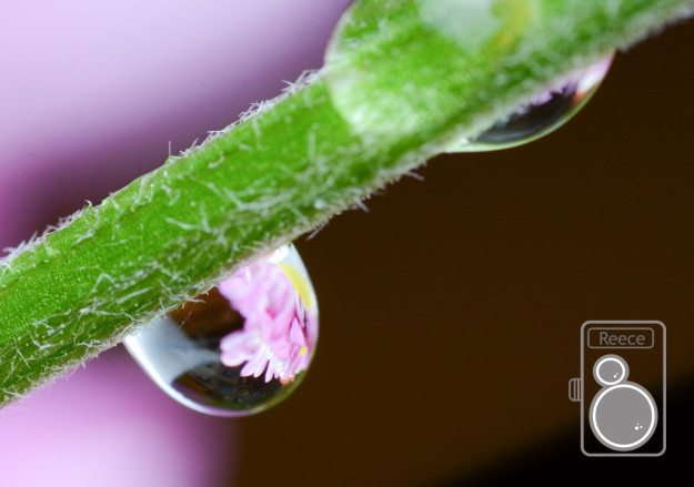 BrittanyReece-waterdrops Macro-4738